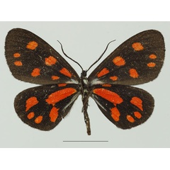 /filer/webapps/moths/media/images/S/sanguinarea_Terina_AF_Basquinb.jpg