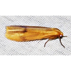 /filer/webapps/moths/media/images/R/rufeola_Hypagoptera_A_Braun_02.jpg