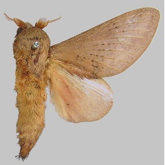 /filer/webapps/moths/media/images/O/orientis_Pachypasa_HT_MfN.jpg