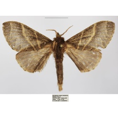 /filer/webapps/moths/media/images/O/obscurior_Bombycopsis_AF_TMSA.jpg