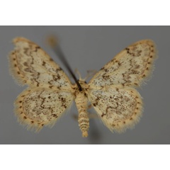 /filer/webapps/moths/media/images/S/sinuilinea_Idaea_A_ZSM_01.jpg