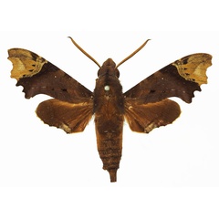 /filer/webapps/moths/media/images/A/apiciplaga_Temnora_AM_Basquin_03a.jpg