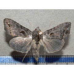 /filer/webapps/moths/media/images/P/phocea_Ctenoplusia_A_Goff_01.jpg