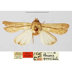 /filer/webapps/moths/media/images/O/operosa_Leucania_PTM_SNMF.jpg