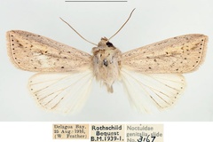 Mythimna umbrigera