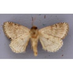 /filer/webapps/moths/media/images/M/major_Paracroria_A_RMCA_02.jpg