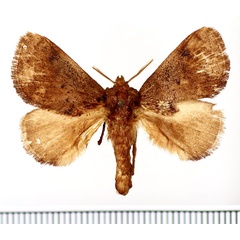 /filer/webapps/moths/media/images/A/auribasalis_Ctenolita_AM_BMNH_01.jpg