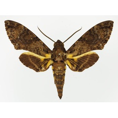 /filer/webapps/moths/media/images/N/nigrescens_Coelonia_HT_Basquin.jpg