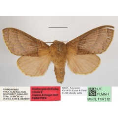 /filer/webapps/moths/media/images/R/robusta_Bombycopsis_PTF_MGCLa_02.JPG