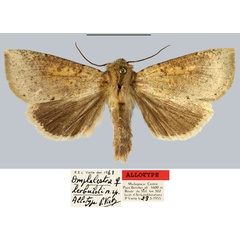 /filer/webapps/moths/media/images/H/herbuloti_Omphalestra_AT_MNHN.jpg