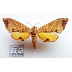 /filer/webapps/moths/media/images/P/paulianii_Gynoeryx_AF_Turlin.jpg