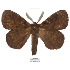 /filer/webapps/moths/media/images/D/dargei_Philotherma_HT_Basquina.jpg