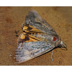/filer/webapps/moths/media/images/P/plumicornis_Hypocala_A_Voaden.jpg