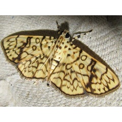 /filer/webapps/moths/media/images/P/polycymalis_Haritalodes_A_Goff_01.jpg