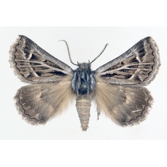 /filer/webapps/moths/media/images/A/albivenata_Euonychodes_AM_TMSA_02.jpg