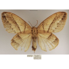 /filer/webapps/moths/media/images/M/media_Philotherma_AF_TMSA_02.jpg