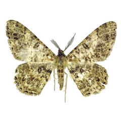 /filer/webapps/moths/media/images/O/orientalis_Afroracotis_PTM_ANHRT.jpg