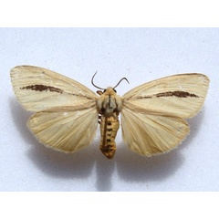 /filer/webapps/moths/media/images/S/scita_Epilacydes_A_Goff_03.jpg