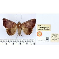 /filer/webapps/moths/media/images/D/diplographa_Achaea_HT_BMNH.jpg