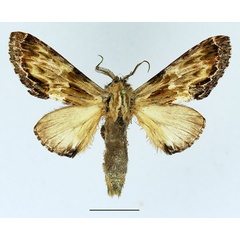 /filer/webapps/moths/media/images/C/corticicolor_Ulinella_AM_Basquin_03.jpg