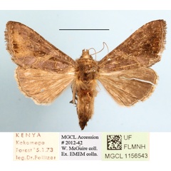 /filer/webapps/moths/media/images/L/livida_Plusiotricha_A_MGCLa_01.JPG
