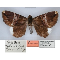 /filer/webapps/moths/media/images/T/tolnaodes_Achaea_HT_RMCA_01.jpg