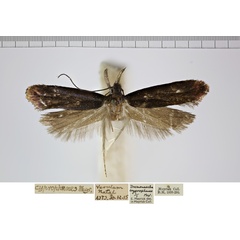 /filer/webapps/moths/media/images/C/cyprophanes__Dichomeris_AM_NHMUK.jpg