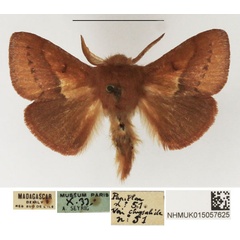 /filer/webapps/moths/media/images/A/affinis_Eupagopteryx_AM_NHMUK_02.jpg