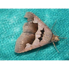 /filer/webapps/moths/media/images/A/atripuncta_Anoba_A_Goff_02.jpg