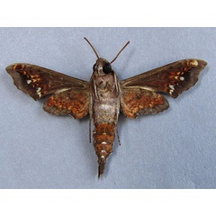 /filer/webapps/moths/media/images/S/scitula_Temnora_A_Baron_02.jpg