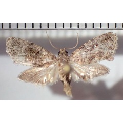 /filer/webapps/moths/media/images/S/siderocosma_Grapholita_A_Bippus.jpg