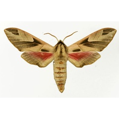 /filer/webapps/moths/media/images/P/pulchra_Leptoclanis_AM_Basquin_02.jpg