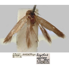 /filer/webapps/moths/media/images/I/invisa_Scythris_PLT_BMNH_Bjfn5n5.jpg