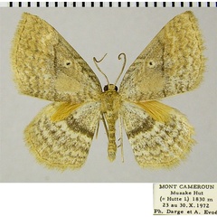 /filer/webapps/moths/media/images/A/amblycoma_Asthenotricha_AM_ZSMa.jpg