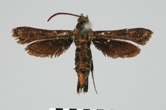 Anaudia felderi