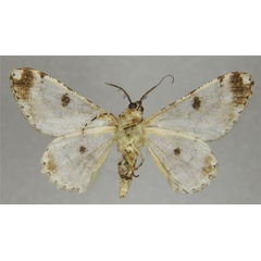 /filer/webapps/moths/media/images/N/nigrisparsalis_Cleora_AM_ZSMb.jpg