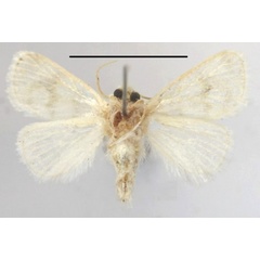 /filer/webapps/moths/media/images/N/nivata_Niphadolepis_A_MGCLb_01.JPG