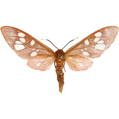 /filer/webapps/moths/media/images/C/carnea_Pseudothyretes_AM_MCJM.jpg