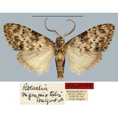 /filer/webapps/moths/media/images/N/nigromixtalis_Roeselia_HT_MNHN.jpg