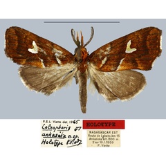 /filer/webapps/moths/media/images/A/ankasoka_Coelophoris_HT_MNHN.jpg