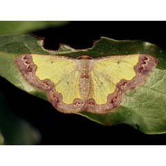 /filer/webapps/moths/media/images/P/plana_Zamarada_A_Roland.jpg