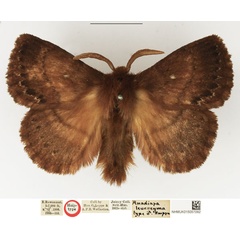 /filer/webapps/moths/media/images/L/leucocyma_Anadiasa_HT_NHMUK.jpg