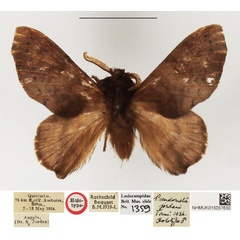 /filer/webapps/moths/media/images/J/jordani_Pseudometa_HT_NHMUK.jpg