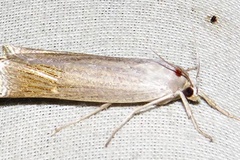 Ancylolomia capensis