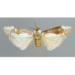 /filer/webapps/moths/media/images/C/castanea_Scranciola_HT_RMCA.jpg