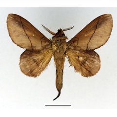 /filer/webapps/moths/media/images/B/badia_Gastromega_AM_Basquin_02.jpg