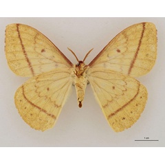 /filer/webapps/moths/media/images/M/murphyi_Tagoropsiella_HT_RBINS_02.jpg