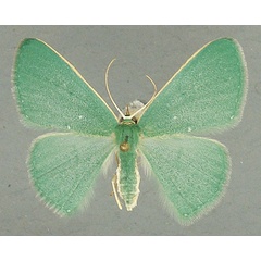 /filer/webapps/moths/media/images/P/panchlora_Prasinocyma_AF_TMSA_2lysgC9.jpg