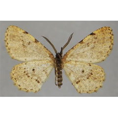 /filer/webapps/moths/media/images/E/euplates_Colocleora_AM_ZSMb.jpg