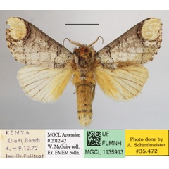 /filer/webapps/moths/media/images/I/imitata_Antheua_A_MGCLa_01.JPG